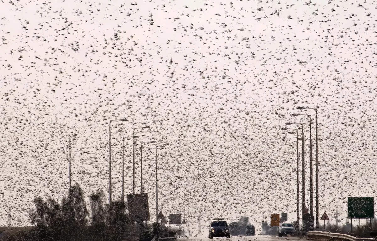 עיר תחת מתקפה: חרקים פולשים מציפים וגורמים לסבל לתושבים