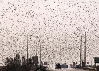עיר תחת מתקפה: חרקים פולשים מציפים וגורמים לסבל לתושבים