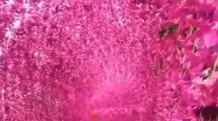 המקום הכי יפה ביפן? תכירו את 'מנהרת הפרחים' שעוצרת נשימה