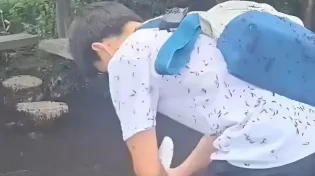 סערת חרקים בדרום קוריאה - לא תאמינו מה הציף את הרחובות