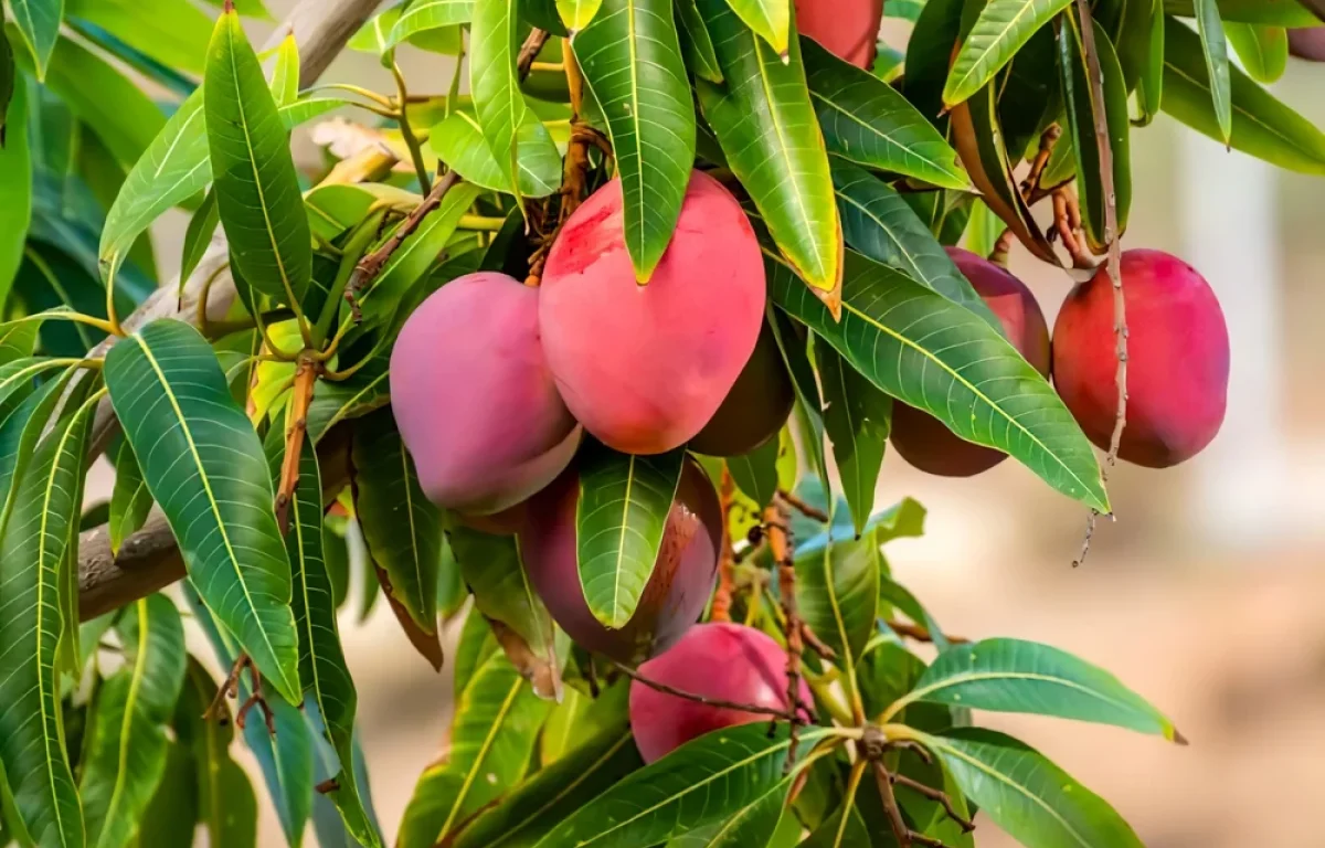 ילד בן 10 פונה למיון עם כוויות בפנים – הסיבה: מגע עם קליפת מנגו