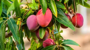 ילד בן 10 פונה למיון עם כוויות בפנים - הסיבה: מגע עם קליפת מנגו