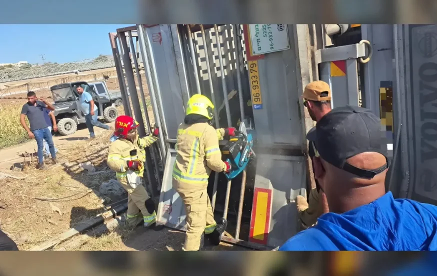 תאונה חריגה בבקעת הירדן: משאית עם עשרות פרות התהפכה בכביש 90 תאונה חריגה בבקעת הירדן: משאית עם עשרות פרות התהפכה בכביש 90