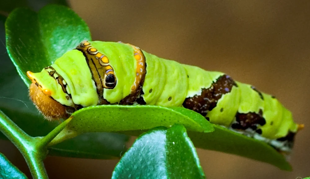 מרגלים בטבע: הסוכנים החשאיים שלא חלמתם עליהם מרגלים בטבע: הסוכנים החשאיים שלא חלמתם עליהם