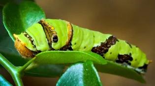 מרגלים בטבע: הסוכנים החשאיים שלא חלמתם עליהם