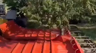 ראיתם פעם איך באמת קוצרים דובדבנים? זה הרבה יותר רועש ממה שחשבתם