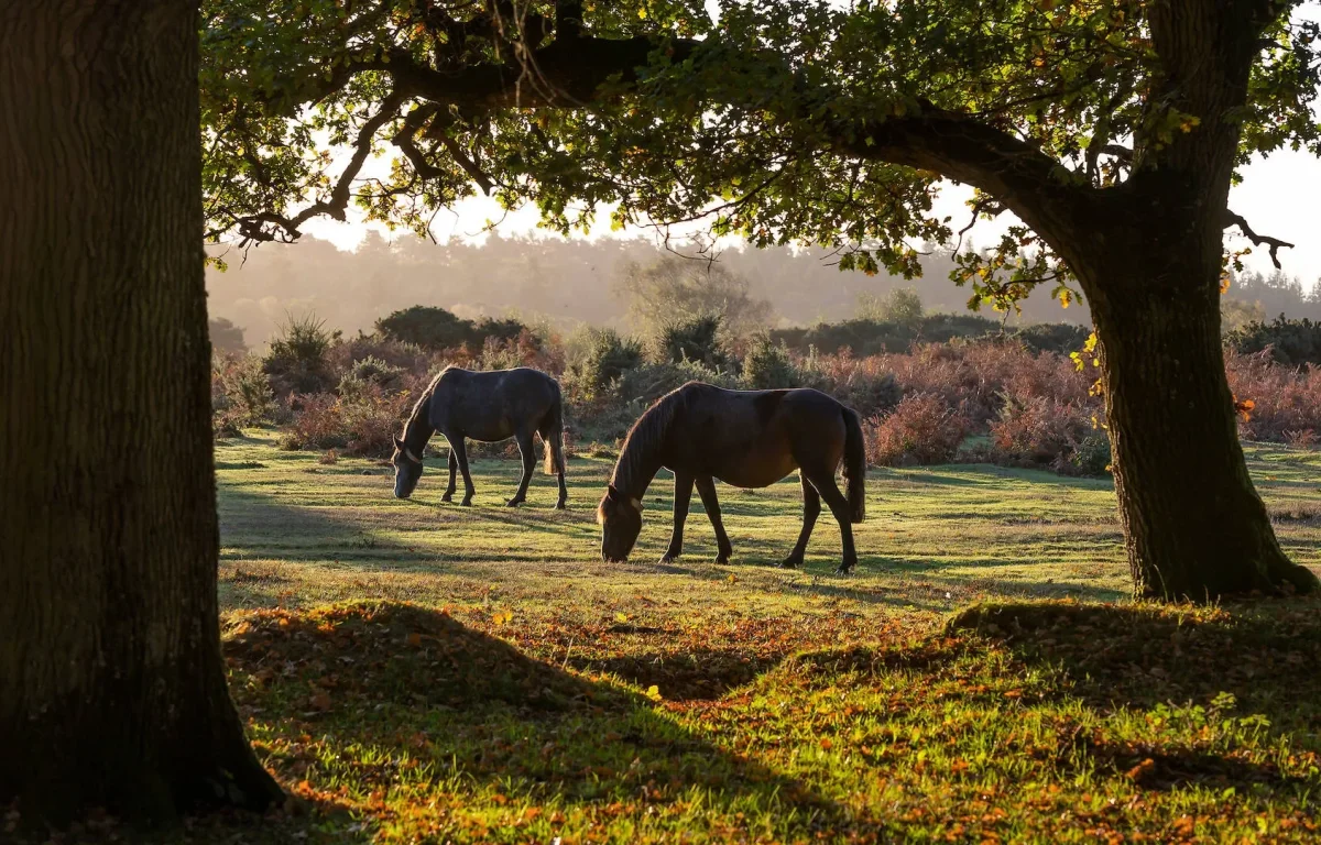 מראה קדום בלב אנגליה: חיות משוטטות, עצים פראיים – ומסר אחד לנשמה מראה קדום בלב אנגליה: חיות משוטטות, עצים פראיים – ומסר אחד לנשמה