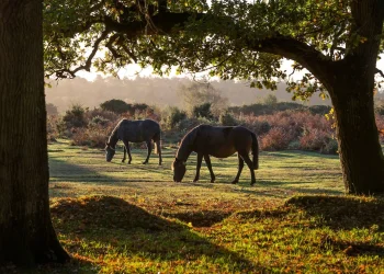 מראה קדום בלב אנגליה: חיות משוטטות, עצים פראיים – ומסר אחד לנשמה מראה קדום בלב אנגליה: חיות משוטטות, עצים פראיים – ומסר אחד לנשמה