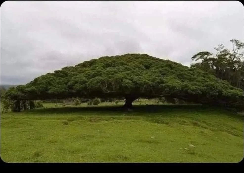 העץ שגדל נגד כל היגיון – והמסר שמטלטל כל אדם מאמין