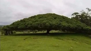 העץ שגדל נגד כל היגיון - והמסר שמטלטל כל יהודי