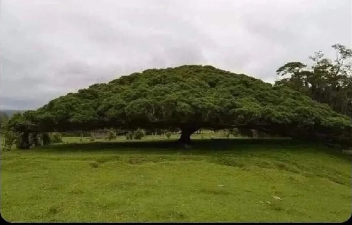 העץ שגדל נגד כל היגיון &ndash; והמסר שמטלטל כל אדם מאמין