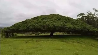 העץ שגדל נגד כל היגיון - והמסר שמטלטל כל יהודי