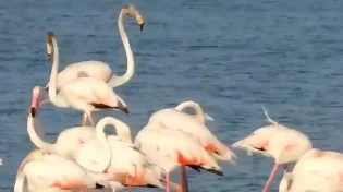 מה גרם לפלמינגו להישאר דווקא עכשיו?