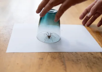 מפחדים מעכבישים? המוח שלכם אולי מרמה אתכם &ndash; והם נראים לכם הרבה יותר גדולים