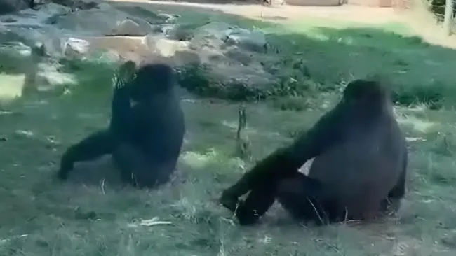 זה התחיל כעוד ביקור בספארי - ונגמר ב"שיתוף פעולה" שלא תראו כל יום