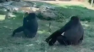 זה התחיל כעוד ביקור בספארי - ונגמר ב"שיתוף פעולה" שלא תראו כל יום