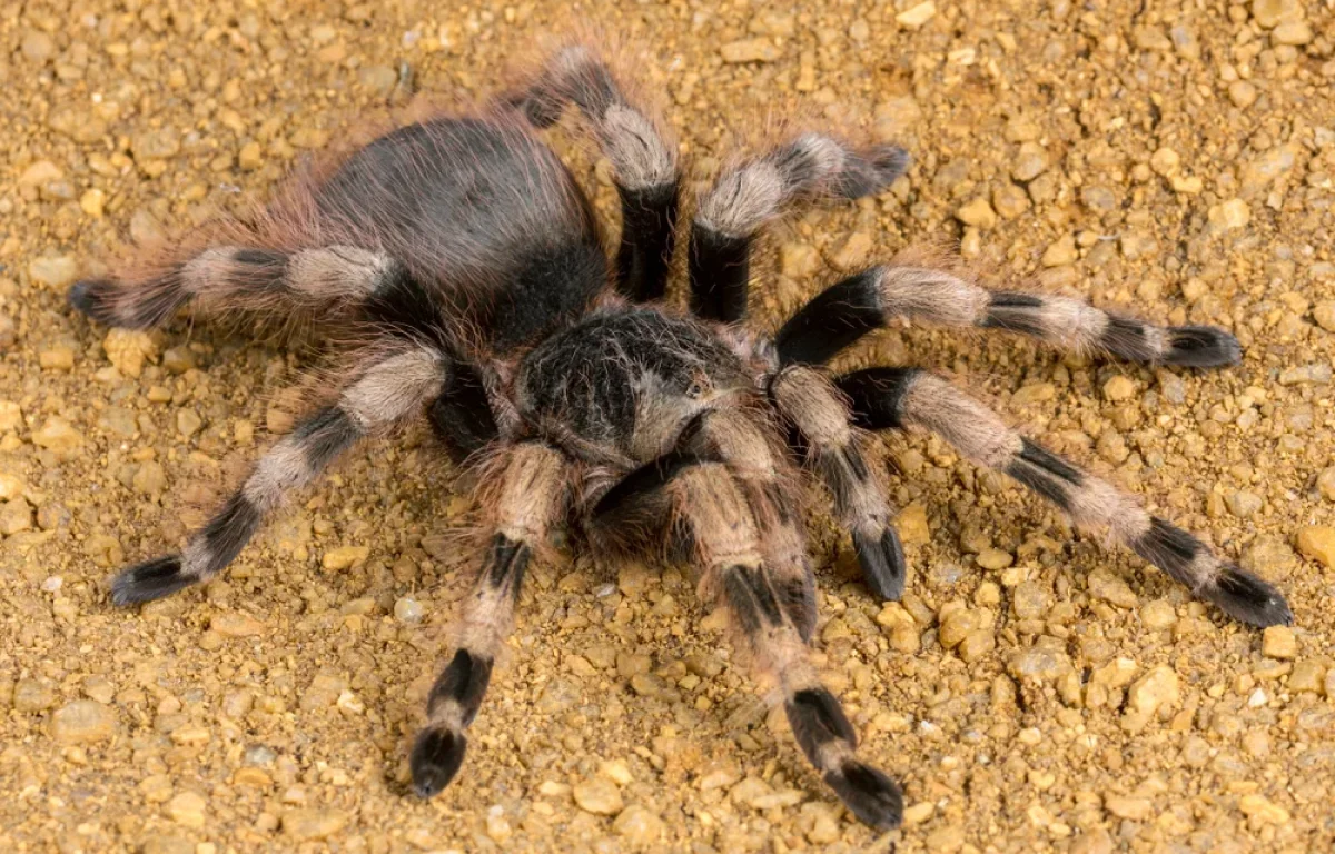 ניסיון הברחה יוצא דופן בגרמניה: 1,500 טרנטולות הוסתרו במשלוח עוגיות ניסיון הברחה יוצא דופן בגרמניה: 1,500 טרנטולות הוסתרו במשלוח עוגיות