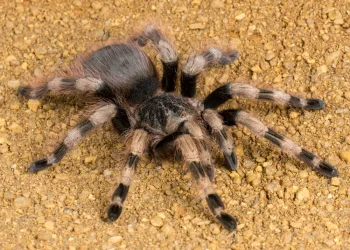 ניסיון הברחה יוצא דופן בגרמניה: 1,500 טרנטולות הוסתרו במשלוח עוגיות ניסיון הברחה יוצא דופן בגרמניה: 1,500 טרנטולות הוסתרו במשלוח עוגיות