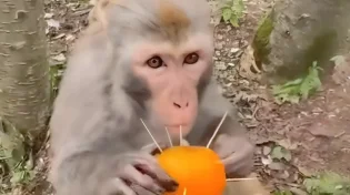 הקוף הזה שבר שיא חכמה עם קלמנטינה אחת וקיסמים