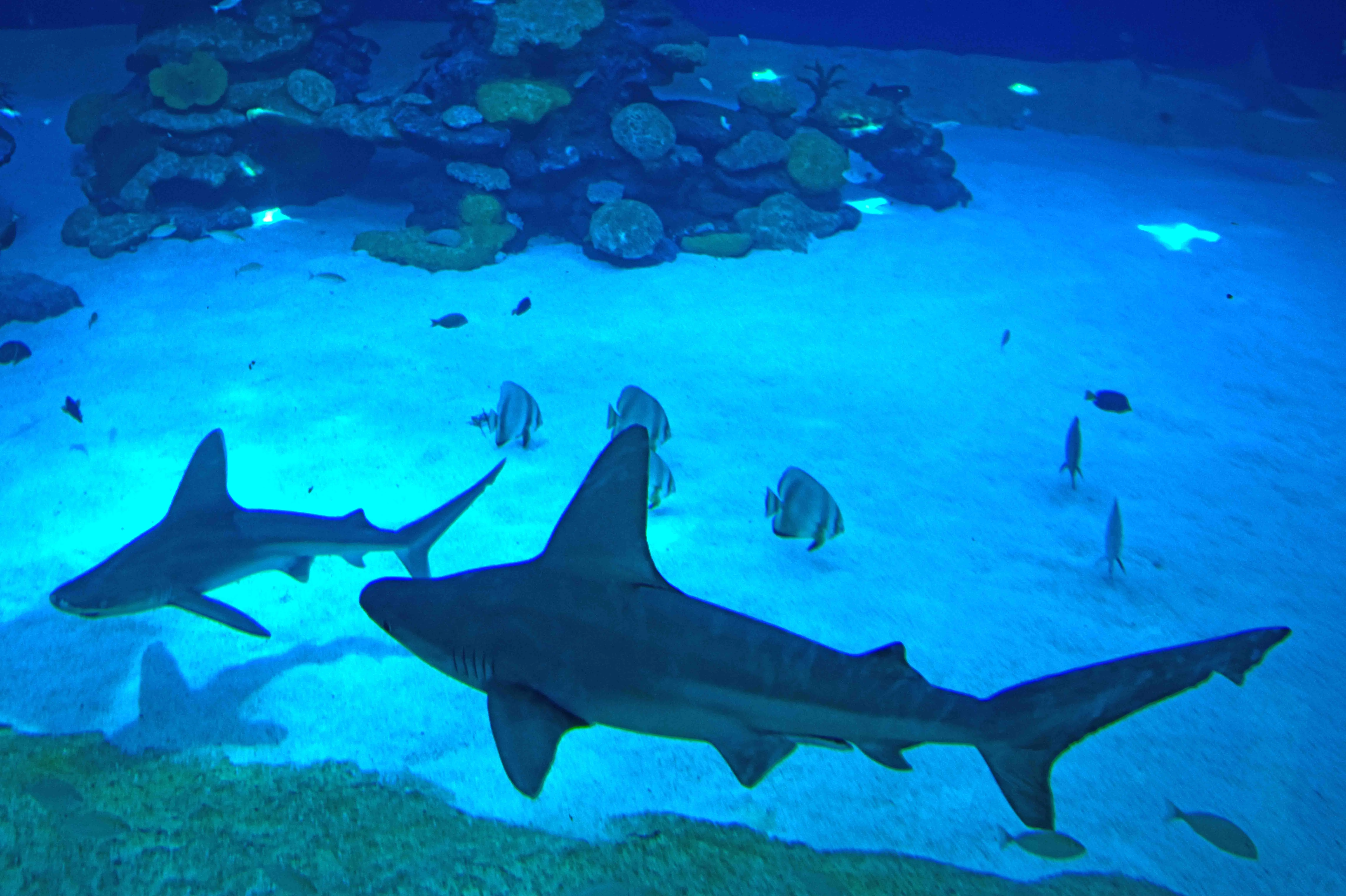 נצפו כרישים במפרץ אילת. המומחים מצביעים - "שינוי סביבתי"