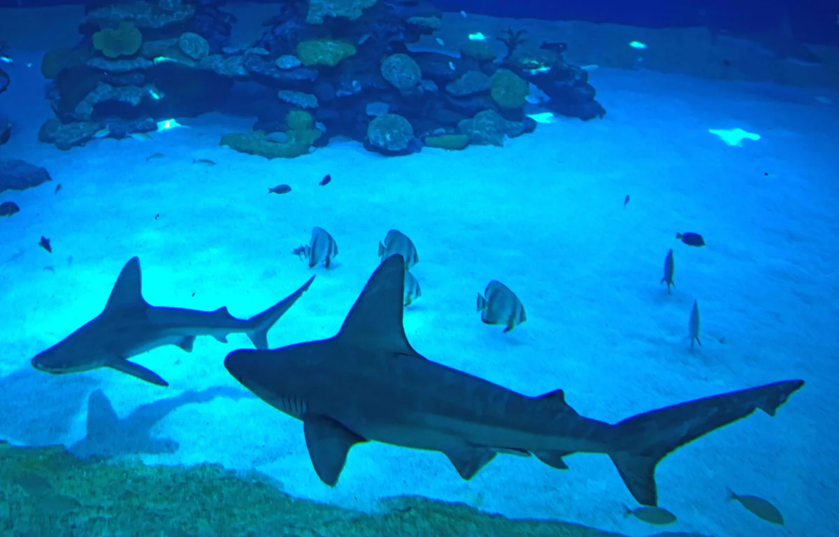 נצפו כרישים במפרץ אילת. המומחים מצביעים - "שינוי סביבתי"