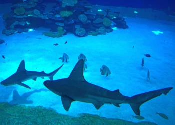 נצפו כרישים במפרץ אילת. המומחים מצביעים - "שינוי סביבתי"