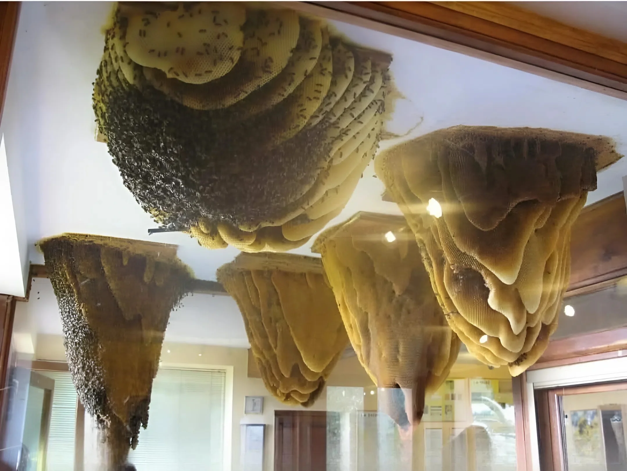 נראה כמו מיצג אמנות - אבל זה חי, נושם, ועובד בלי הפסקה