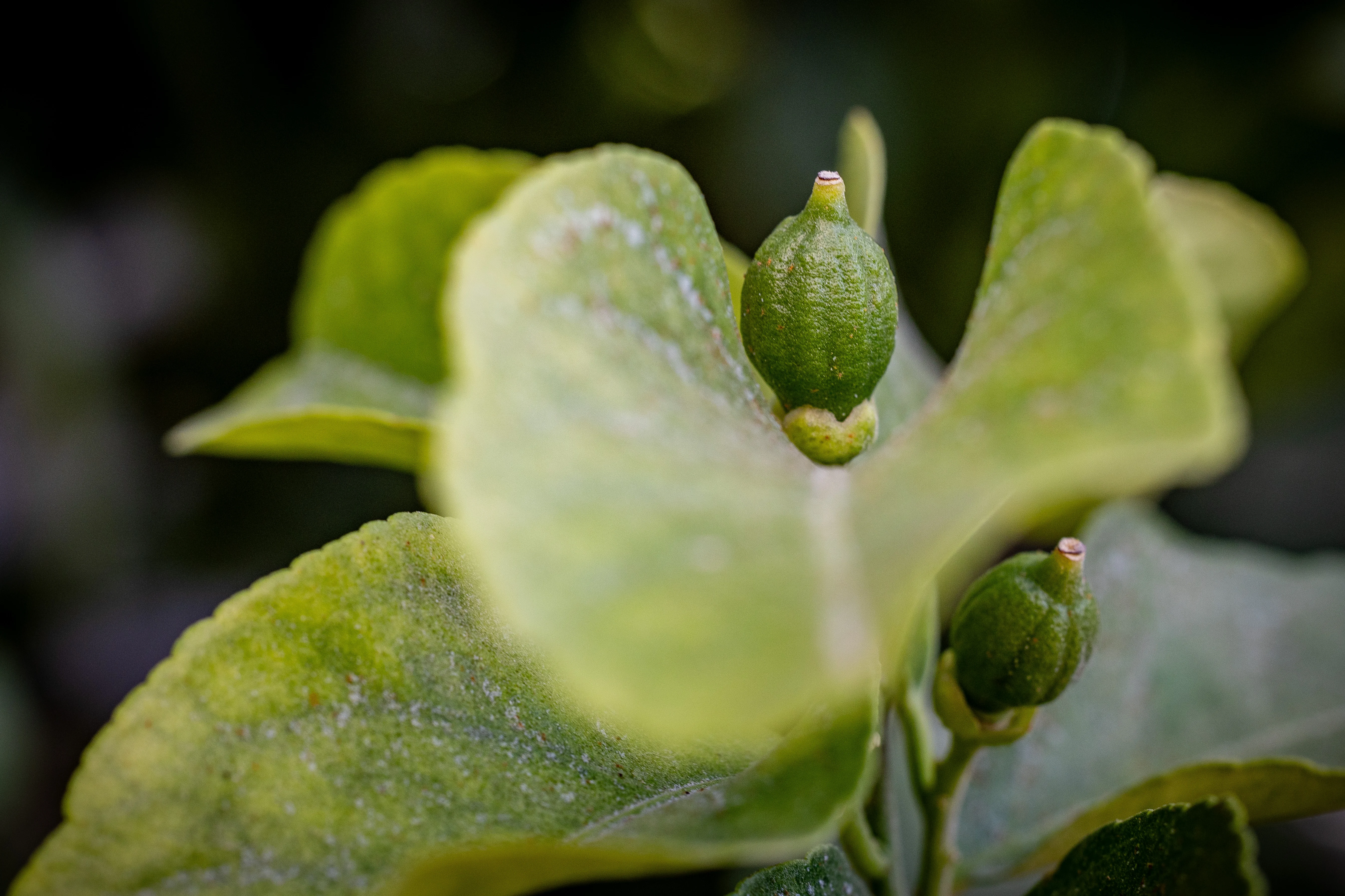 מה מסמלת השושנה ומיהו הפרח הלאומי של ישראל? 7 עובדות שלא ידעתם על פרחים מה מסמלת השושנה ומיהו הפרח הלאומי של ישראל? 7 עובדות שלא ידעתם על פרחים