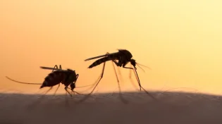 קדחת הנילוס המערבי הגיעה לאילת: יתושות נגועות נמצאו - הציבור נקרא להיערך