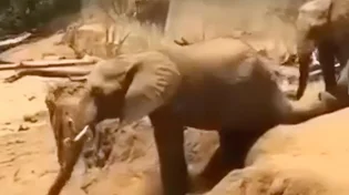 איך פיל קטן מלמד אותנו להתמודד עם מכשולים? פשוט - להתגלגל
