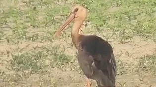 מה הסיכוי? לראשונה בישראל - תיעוד נדיר של חסידה בצבע שמעולם לא נראה כאן