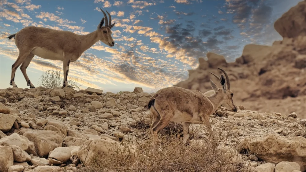 שיא השרב בדרך: עומסי חום קיצוניים ברחבי הארץ – מד"א מזהיר מהתייבשות שיא השרב בדרך: עומסי חום קיצוניים ברחבי הארץ – מד"א מזהיר מהתייבשות