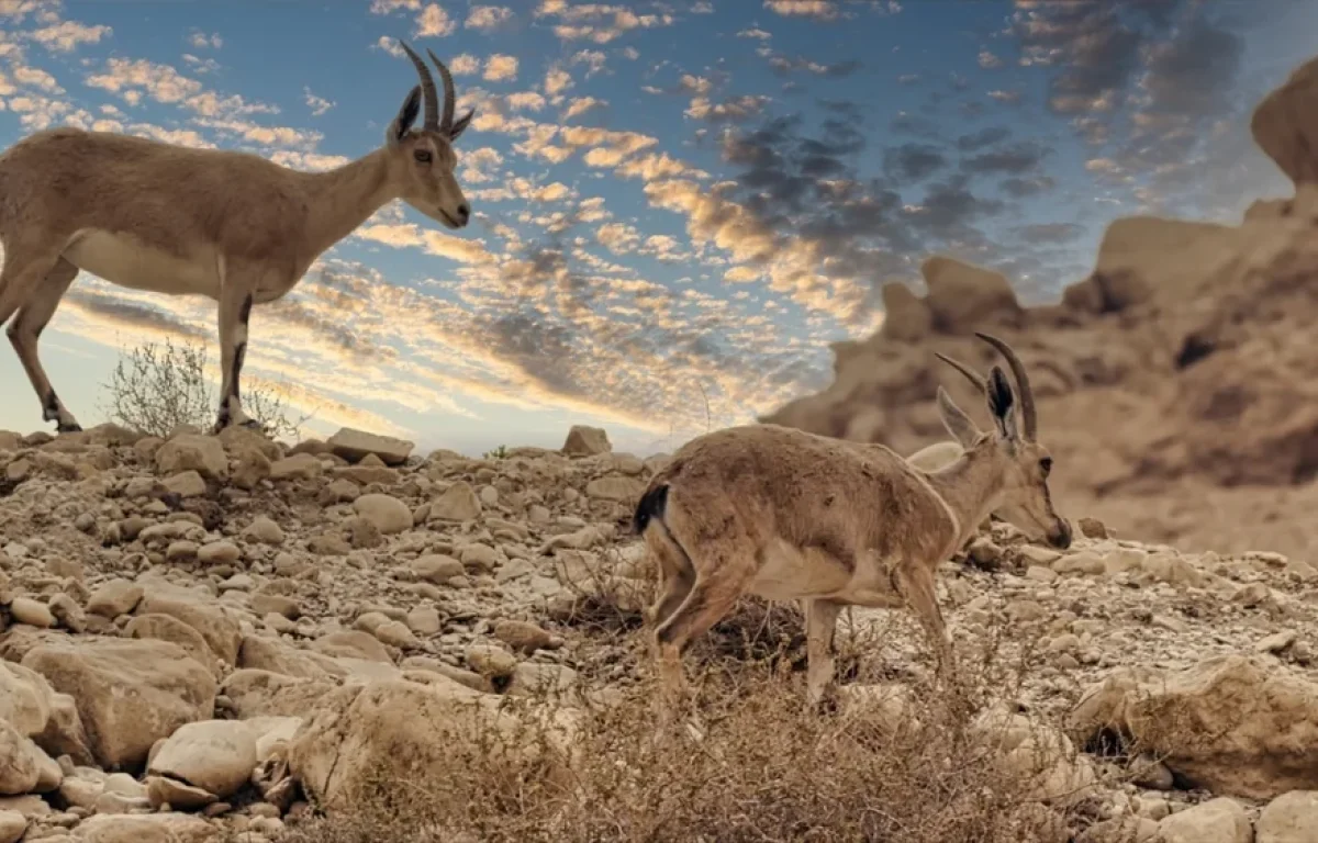 שיא השרב בדרך: עומסי חום קיצוניים ברחבי הארץ – מד"א מזהיר מהתייבשות שיא השרב בדרך: עומסי חום קיצוניים ברחבי הארץ – מד"א מזהיר מהתייבשות