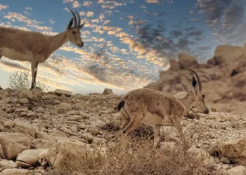 שיא השרב בדרך: עומסי חום קיצוניים ברחבי הארץ – מד"א מזהיר מהתייבשות שיא השרב בדרך: עומסי חום קיצוניים ברחבי הארץ – מד"א מזהיר מהתייבשות