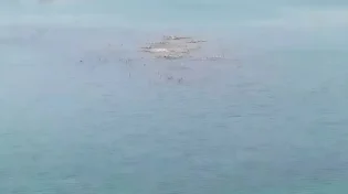 סימן מדאיג בכנרת: האי ששקע חזר לצוץ - והצילומים אומרים הכול