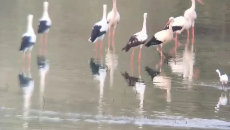 הנדידה הגדולה יוצאת לדרך: תועדה להקת החסידות הראשונה בצפון הנדידה הגדולה יוצאת לדרך: תועדה להקת החסידות הראשונה בצפון