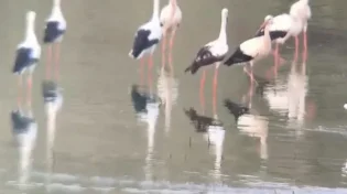 הנדידה הגדולה יוצאת לדרך: תועדה להקת החסידות הראשונה בצפון