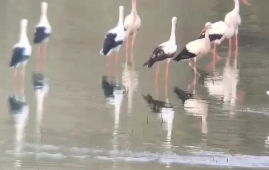 הנדידה הגדולה יוצאת לדרך: תועדה להקת החסידות הראשונה בצפון הנדידה הגדולה יוצאת לדרך: תועדה להקת החסידות הראשונה בצפון