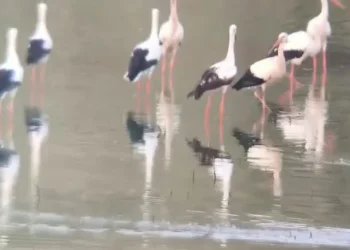 הנדידה הגדולה יוצאת לדרך: תועדה להקת החסידות הראשונה בצפון