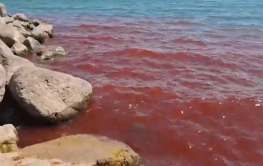 מכת דם בכנרת? מים בצבע אדום הופיעו באגם הקטן מכת דם בכנרת? מים בצבע אדום הופיעו באגם הקטן