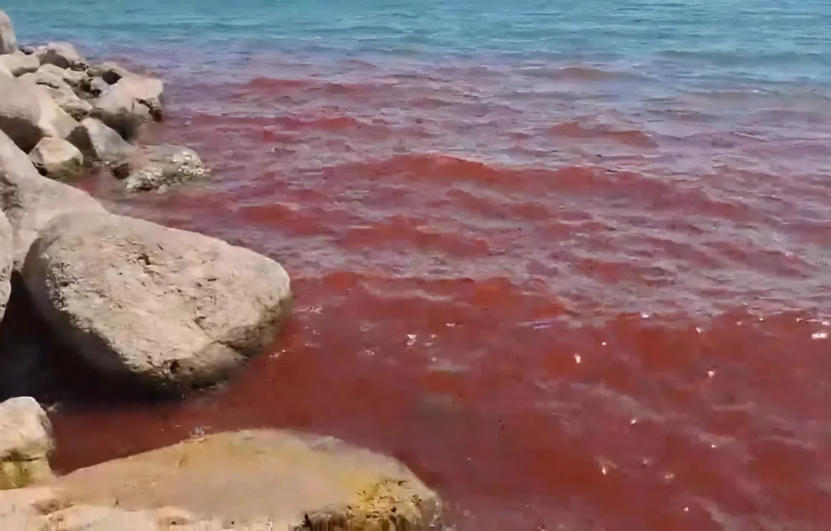 מכת דם בכנרת? מים בצבע אדום הופיעו באגם הקטן מכת דם בכנרת? מים בצבע אדום הופיעו באגם הקטן