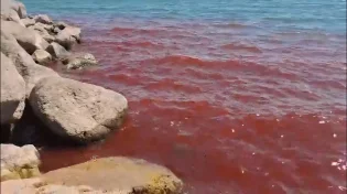 מכת דם בכנרת? מים בצבע אדום הופיעו באגם הקטן