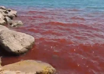 מכת דם בכנרת? מים בצבע אדום הופיעו באגם הקטן מכת דם בכנרת? מים בצבע אדום הופיעו באגם הקטן