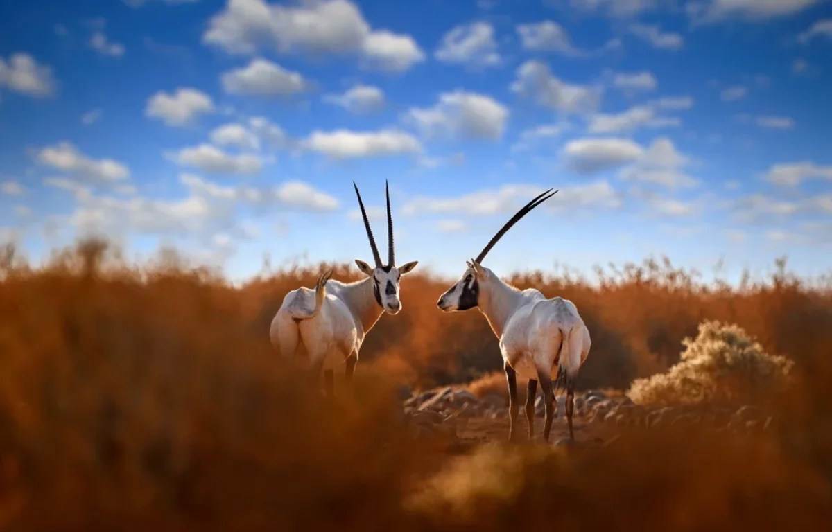 גל חום קיצוני מכה בישראל: עומסי חום כבדים, טמפרטורות קיצוניות ואבק