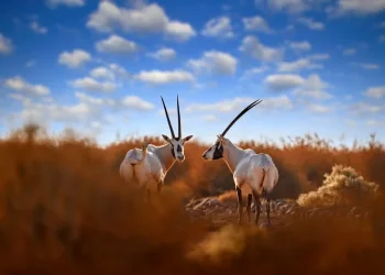 גל חום קיצוני מכה בישראל: עומסי חום כבדים, טמפרטורות קיצוניות ואבק