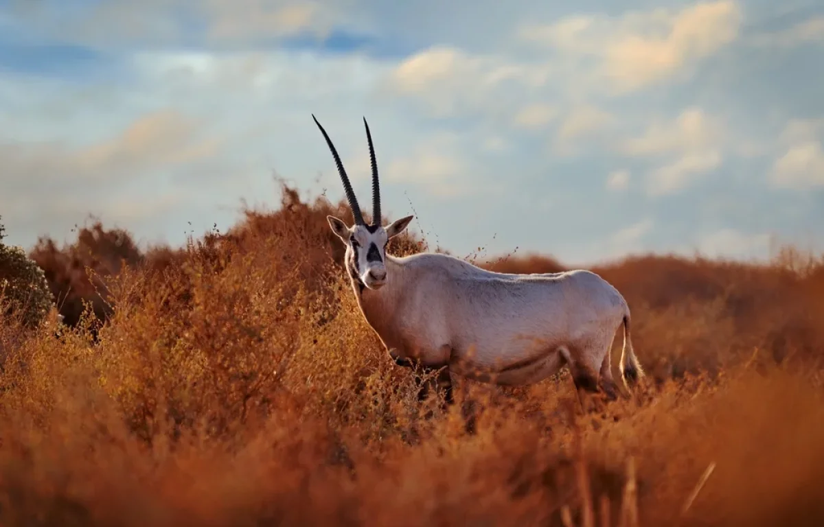 גל חום קיצוני וחריג בכל רחבי הארץ: האזהרות נכנסו לתוקף גל חום קיצוני וחריג בכל רחבי הארץ: האזהרות נכנסו לתוקף