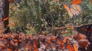 המראה שגרם למטיילים לעצור את הנשימה: תיעוד נדיר מהטבע