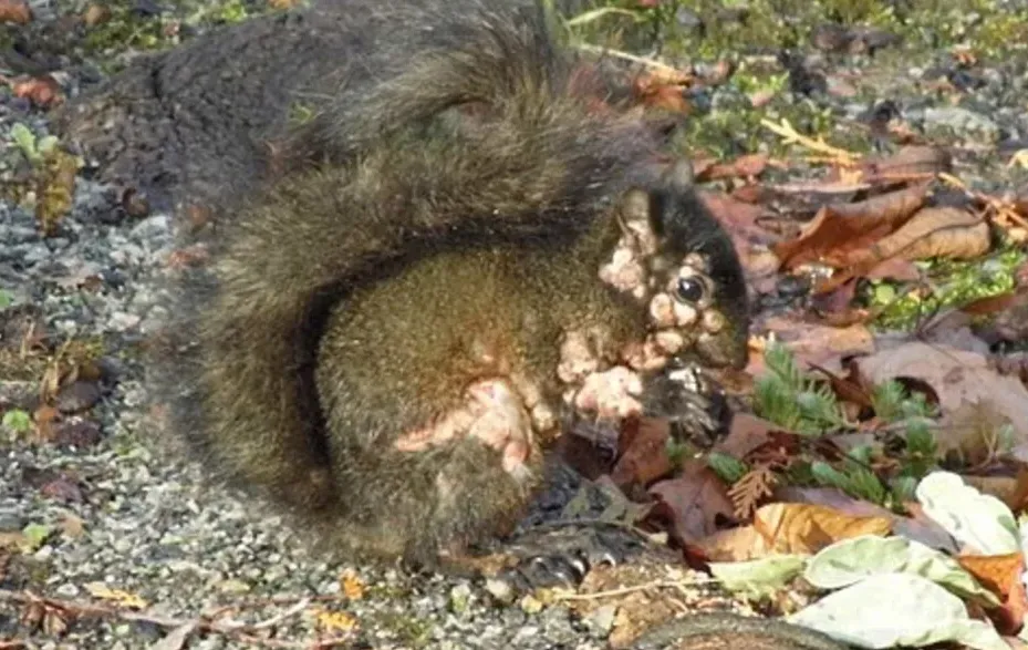 פחד בקרב תושבי צפון ארה"ב: סנאים "זומבים" מסתובבים חופשיים פחד בקרב תושבי צפון ארה"ב: סנאים "זומבים" מסתובבים חופשיים