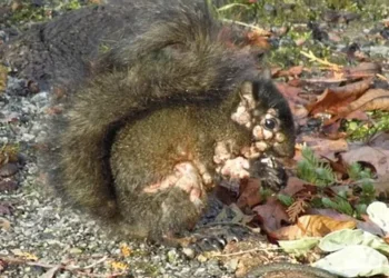 פחד בקרב תושבי צפון ארה"ב: סנאים "זומבים" מסתובבים חופשיים