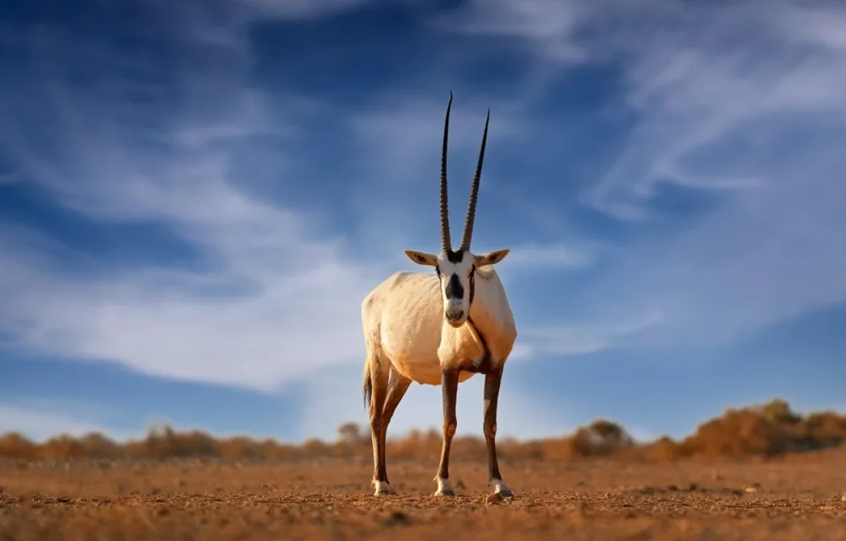 אחרי השרב: מזג אוויר נעים - הטמפרטורות רגילות לעונה